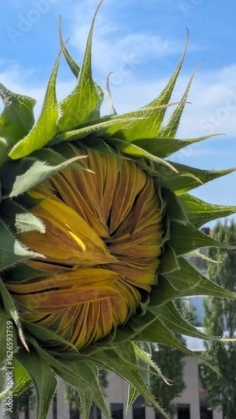 Obraz Sonnenblume