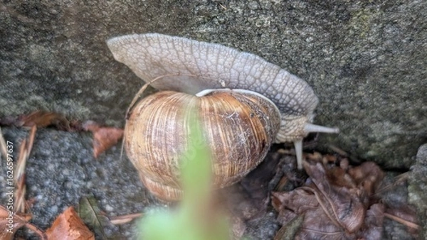 Obraz Weinbergschnecke
