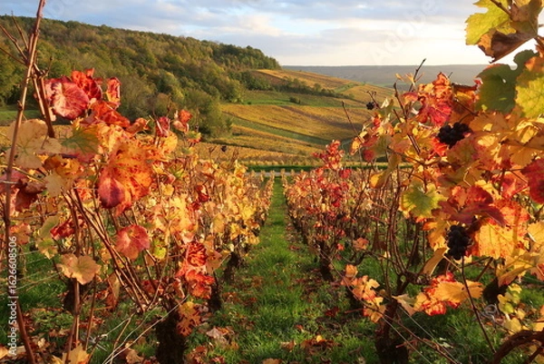 Fototapeta Paysage de vignoble en automne en Champagne, vue en perspective entre deux rangs de vigne avec des feuilles teintées de jaune, roux, orange et rouge (France)