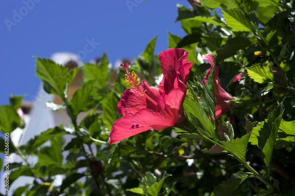 Obraz Hibiscus