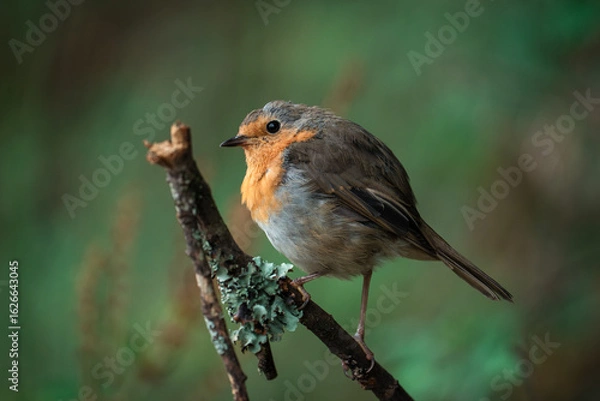 Obraz robin on a branch