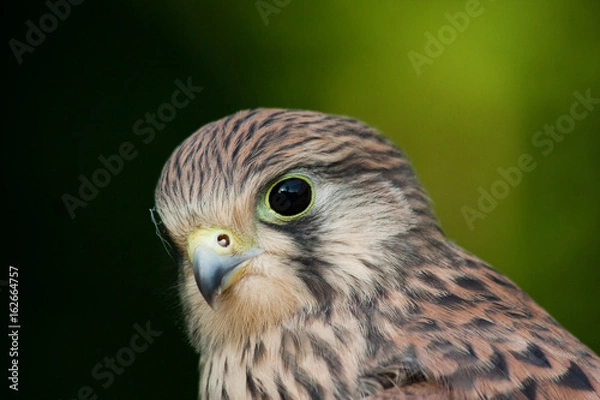 Fototapeta Portrait eines Turmfalken