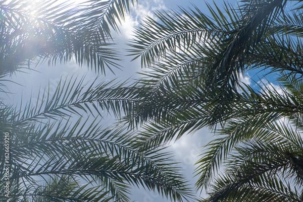 Fototapeta Palm fronds frame a bright sky, with sunlight creating a starburst effect. The green leaves contrast against the      │