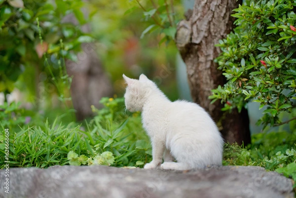 Obraz 5月、すくすく育つ白い仔猫