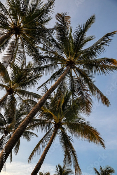 Fototapeta Tropical palms tree against blue sky at summer days in Miami
