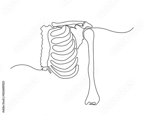 Fototapeta human chest bones outline illustration. Continuous line drawing of human chest part skeleton