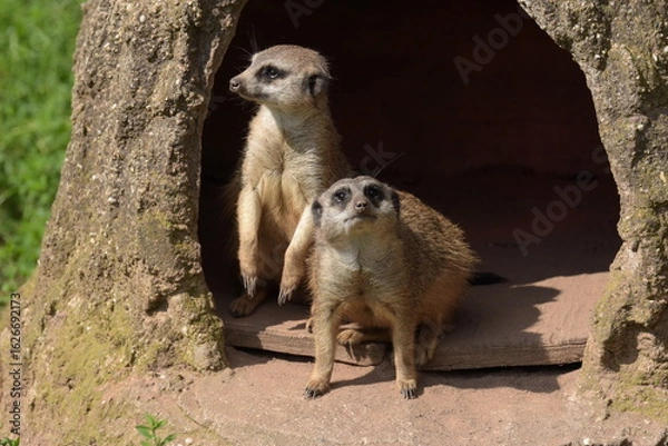 Obraz meerkat on guard