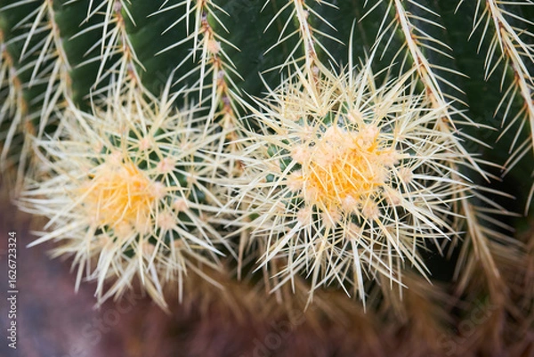 Fototapeta Closeup image of Golden Barrel Cactus or Echinocactus grusonii in botanic garden