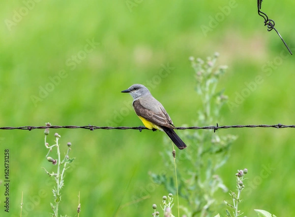 Fototapeta Western Kingbird (Tyrannus verticalis) perched on a barbed wire fence in a lush green field