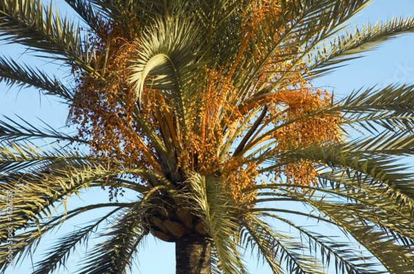 Obraz rama de datiles