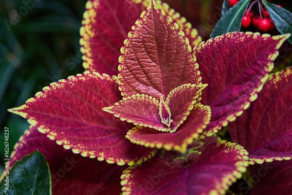 Fototapeta Colorful leaves of coleus or painted nettle plant
