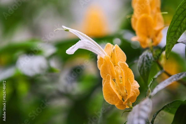 Fototapeta Bright yellow inflorescences of Pachystachys lutea or golden shrimp plant blooming