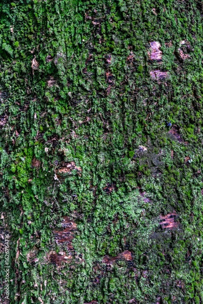 Fototapeta Close-up of lush vegetation growing on a tree trunk in a humid environment, showcasing natural moss and small plants thriving on damp bark.