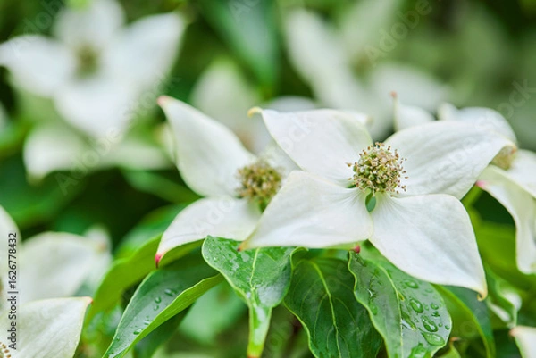 Fototapeta Kousa dogwood ( Cornus kousa ) flowers. Cornaceae deciduous tree. 