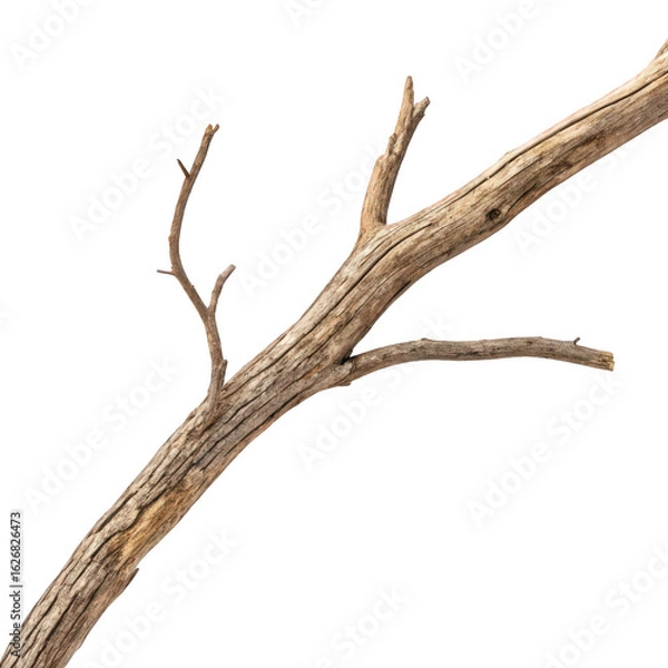 Fototapeta A textured weathered tree branch with multiple smaller twigs extending from the main limb isolated on transparent background