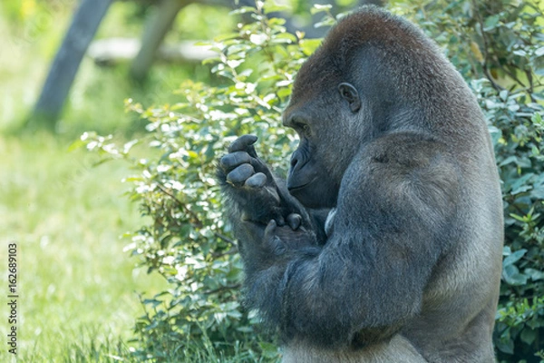 Obraz Male silver back gorilla sits and stares his own hand with green bushes and leaves on the background