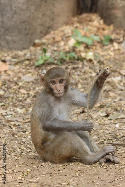Fototapeta The Rhesus Macaque, a lively and intelligent primate, thrives in Karnala Bird Sanctuary. Known for its social groups, playful antics, and adaptability, it adds charm to the sanctuary’s wildlife.