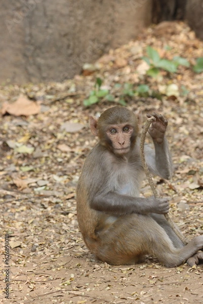 Fototapeta The Rhesus Macaque, a lively and intelligent primate, thrives in Karnala Bird Sanctuary. Known for its social groups, playful antics, and adaptability, it adds charm to the sanctuary’s wildlife.