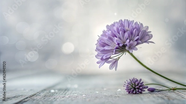 Fototapeta Single delicate purple flower in soft focus with a dreamy white bokeh background
