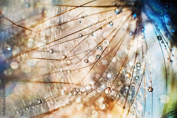 Fototapeta Beautiful fairytale bright photo of faded dandelions with soft focus on water droplets on bright colorful background