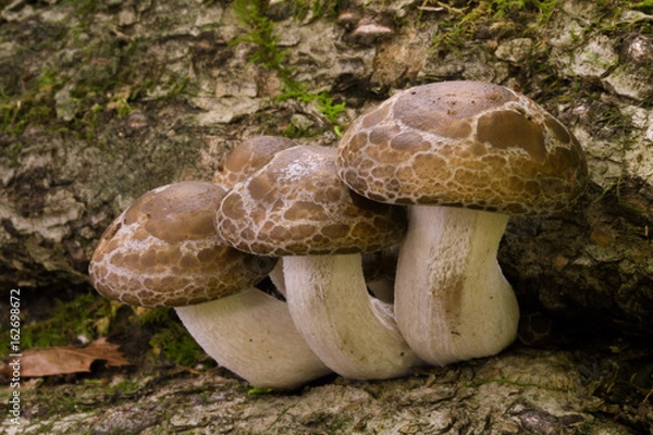 Obraz 食用の野生キノコ ブナシメジ