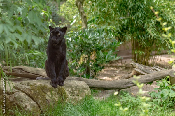 Fototapeta Amazing green eyes black leopard staring the prey sat on a rock with a trunk and green plants vegetation on the background