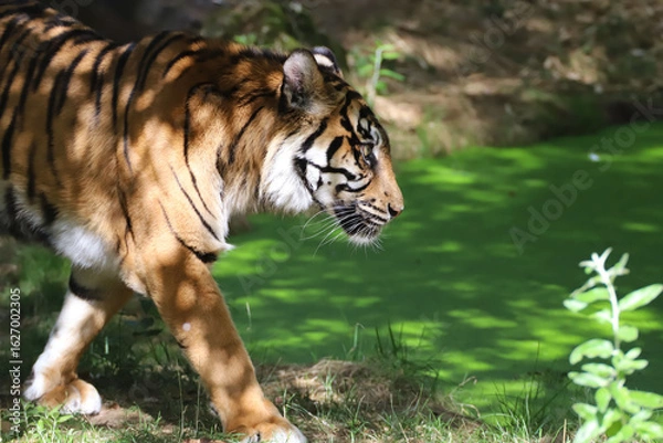 Obraz Gros plan sur le tigre de Sumatra qui marche