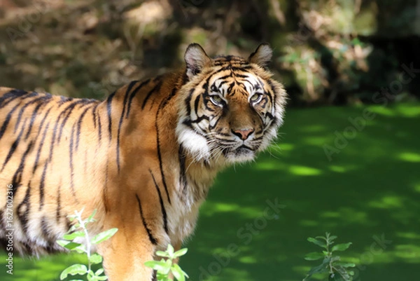 Obraz Regard du  tigre de Sumatra