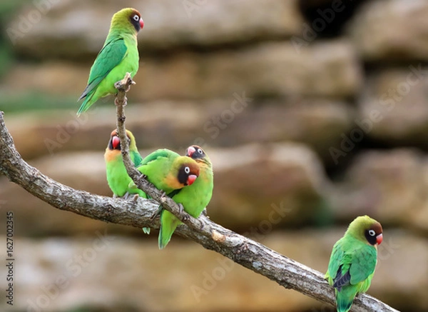 Obraz Groupe d'inséparables à joues noires