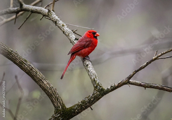 Fototapeta Cardinal on a branch