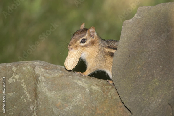Fototapeta Chipmunk peanut theif