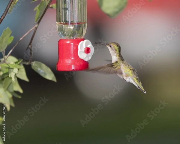 Fototapeta Hummingbird   