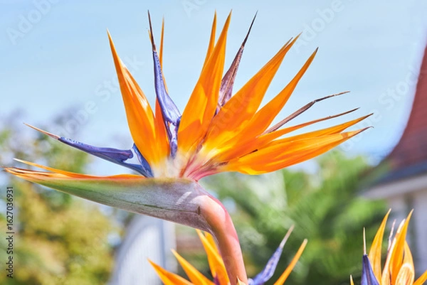 Fototapeta Strelitzia Reginae flower closeup (bird of paradise flower).