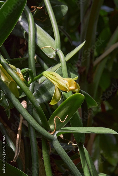 Fototapeta Naturally Grown Vanilla , Fresh Vanilla pods