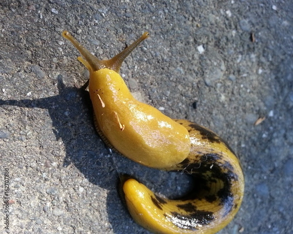 Fototapeta Spotted Slug