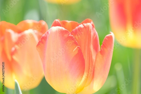 Obraz チューリップ