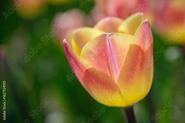 Obraz チューリップ