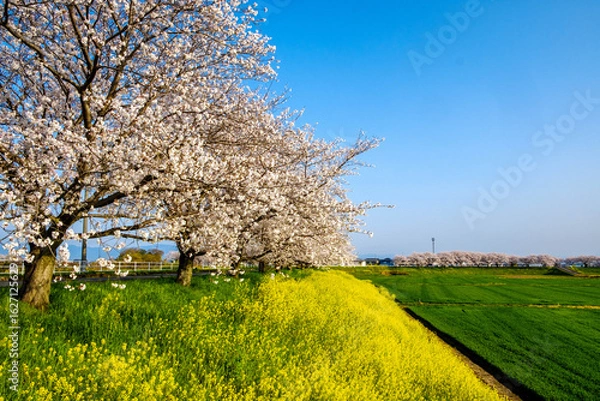 Obraz 桜と菜の花