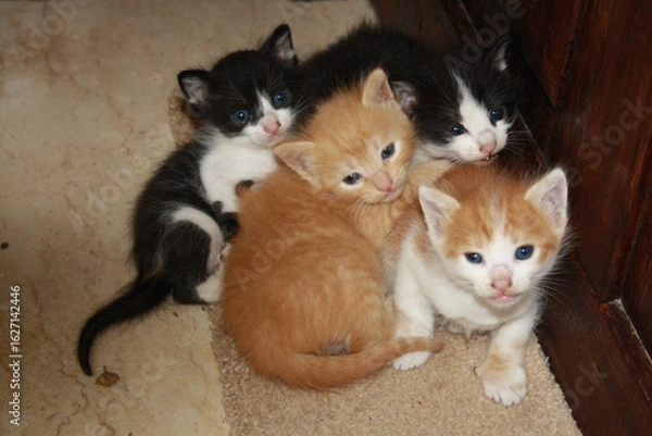 Fototapeta a beautiful scene of cat and her kittens