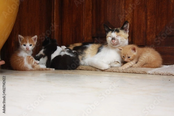 Fototapeta a beautiful scene of cat and her kittens
