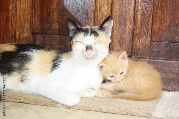 Fototapeta a beautiful scene of cat and her kittens