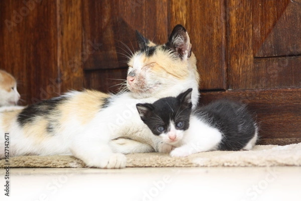 Fototapeta a beautiful scene of cat and her kittens