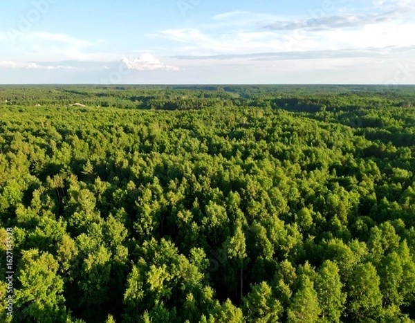 Fototapeta Lush forest expanse from above