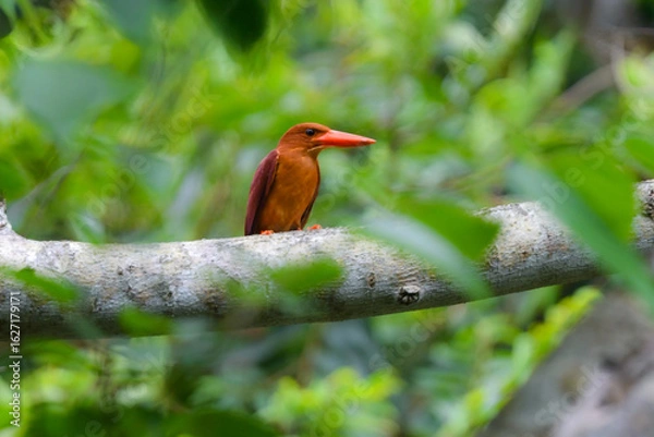 Obraz 沖縄のやんばるや奄美大島で見られる赤い嘴とオレンジの羽が美しい人気のある野鳥、アカショウビン