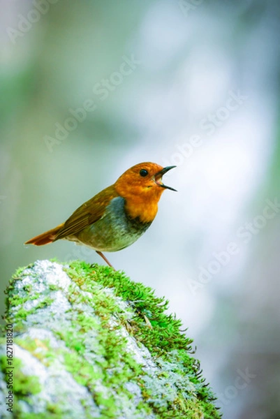 Obraz 初夏に高山の渓流沿いで見られるオレンジ色の美しい渡り鳥、日本を代表する小鳥コマドリ