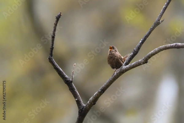 Obraz 軽井沢等の渓流や高原で見られるとても小さい、夏の山の人気のある小鳥ミソサザイ