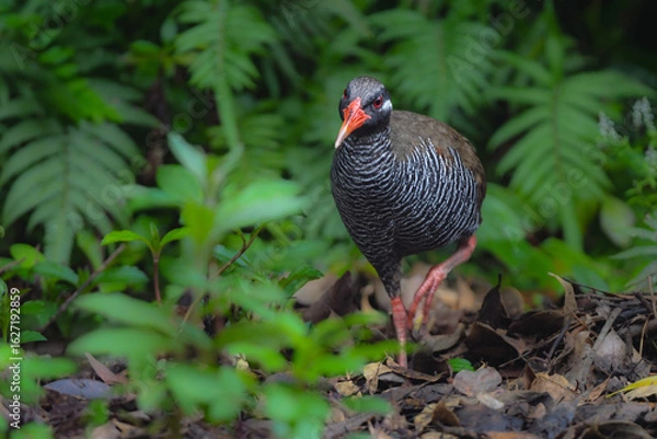Obraz 白黒のゼブラ模様に赤い嘴と脚が目立つ、沖縄固有種の人気者、飛べない鳥ヤンバルクイナ