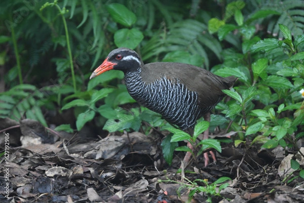 Obraz 白黒のゼブラ模様に赤い嘴と脚が目立つ、沖縄固有種の人気者、飛べない鳥ヤンバルクイナ
