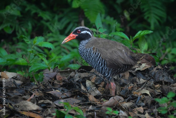 Obraz 白黒のゼブラ模様に赤い嘴と脚が目立つ、沖縄固有種の人気者、飛べない鳥ヤンバルクイナ