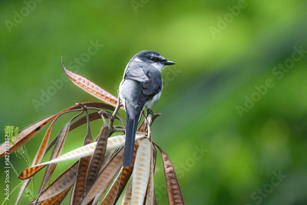 Obraz 沖縄や奄美の国立公園や森林で見られる白黒の美しい小鳥、リュウキュウサンショウクイ
